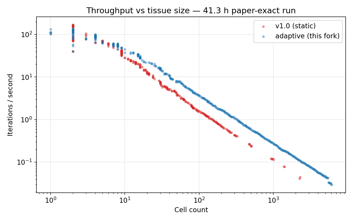 Throughput vs tissue size (log-log) for v1 and adaptive across the full run